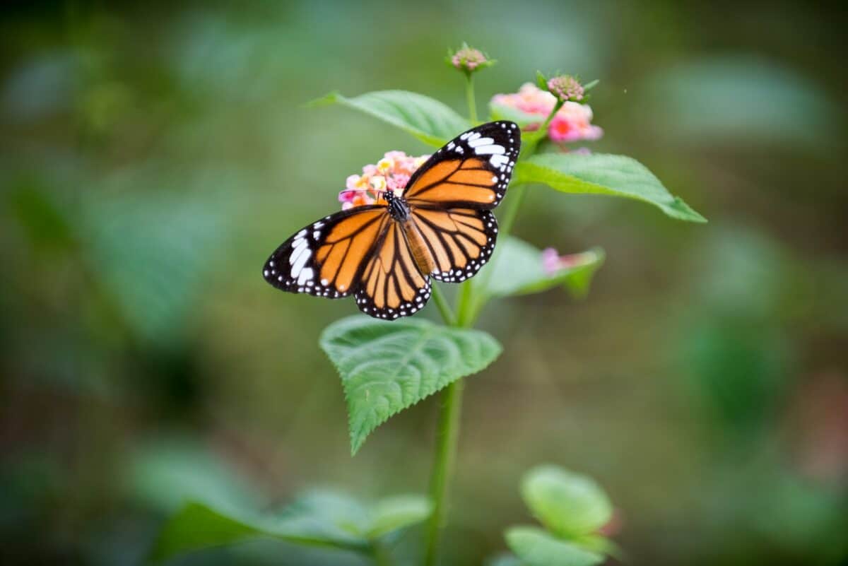 migration of monarch butterflies