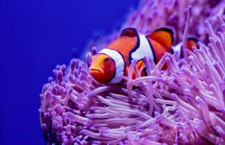 Clownfish Use Sea Anemones for Protection