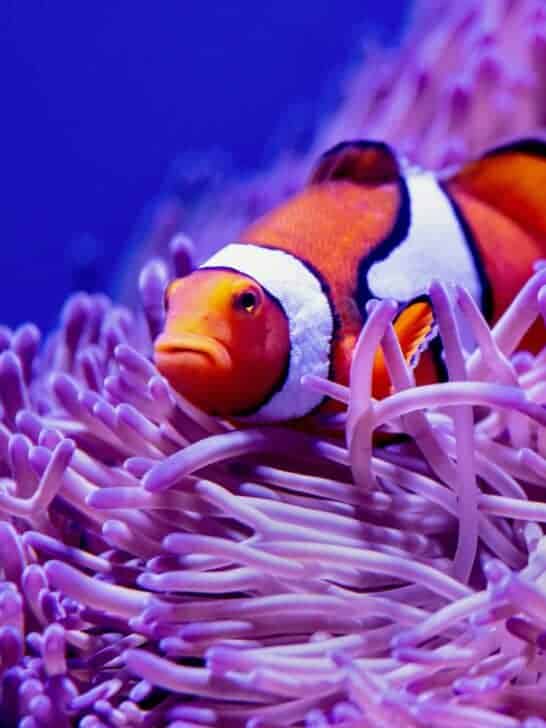 Clownfish Use Sea Anemones for Protection