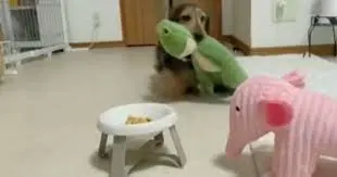 Dog's Love for His Stuffed Friends