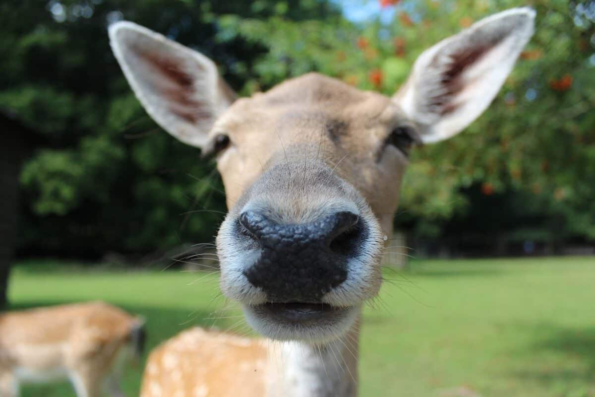 close up of reindeer