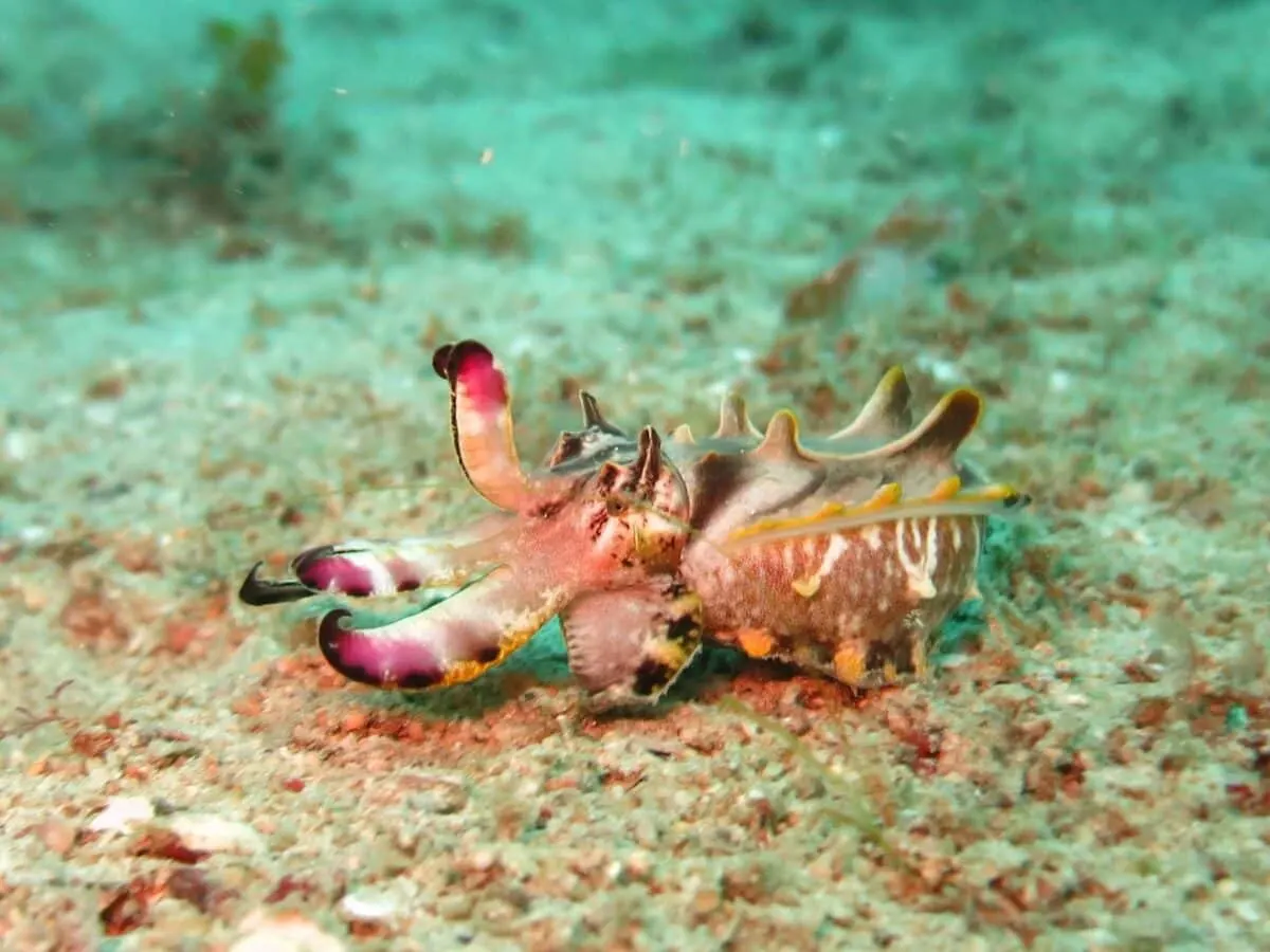 cuttlefish displaying its camouflage abilities