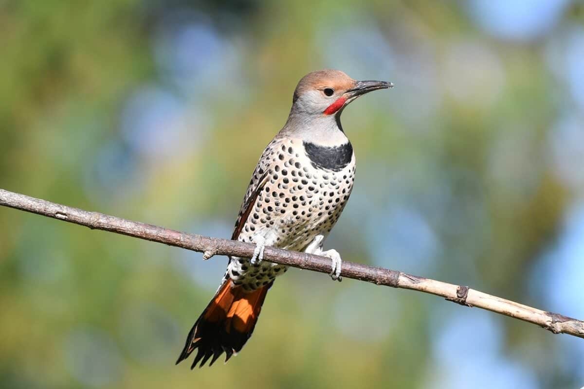 norther flicker mama bird dies trying to save her chciks