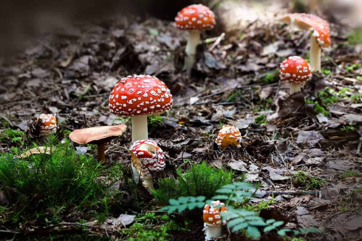 magic mushrooms