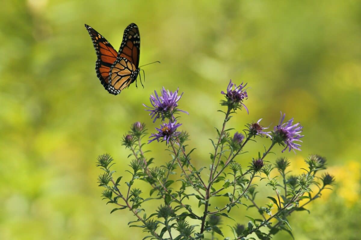 monarch butterfly feeding on purple flower