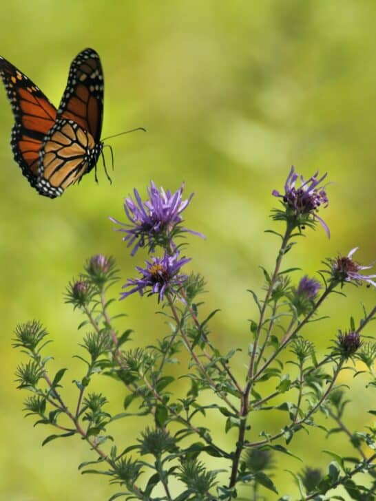 10 of the Most Exciting Purple Animals