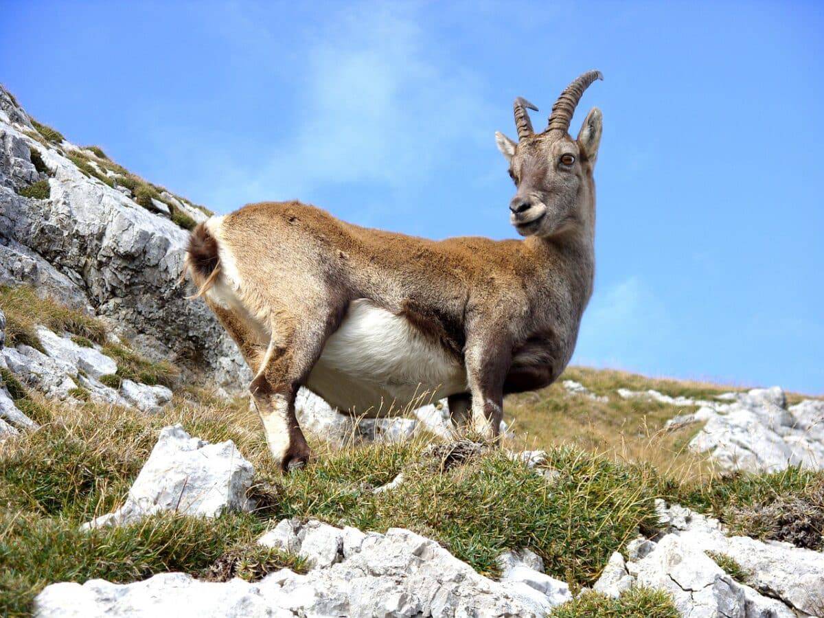 mountain goat