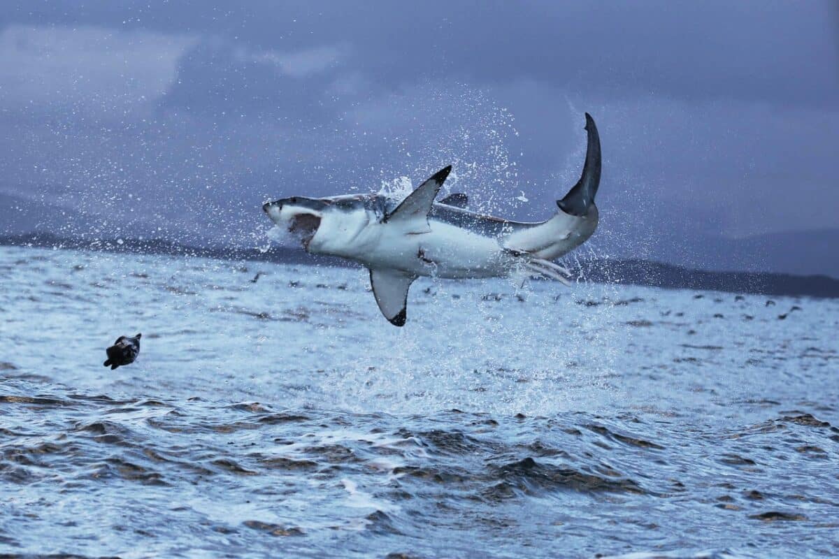 great white shark hunting 
