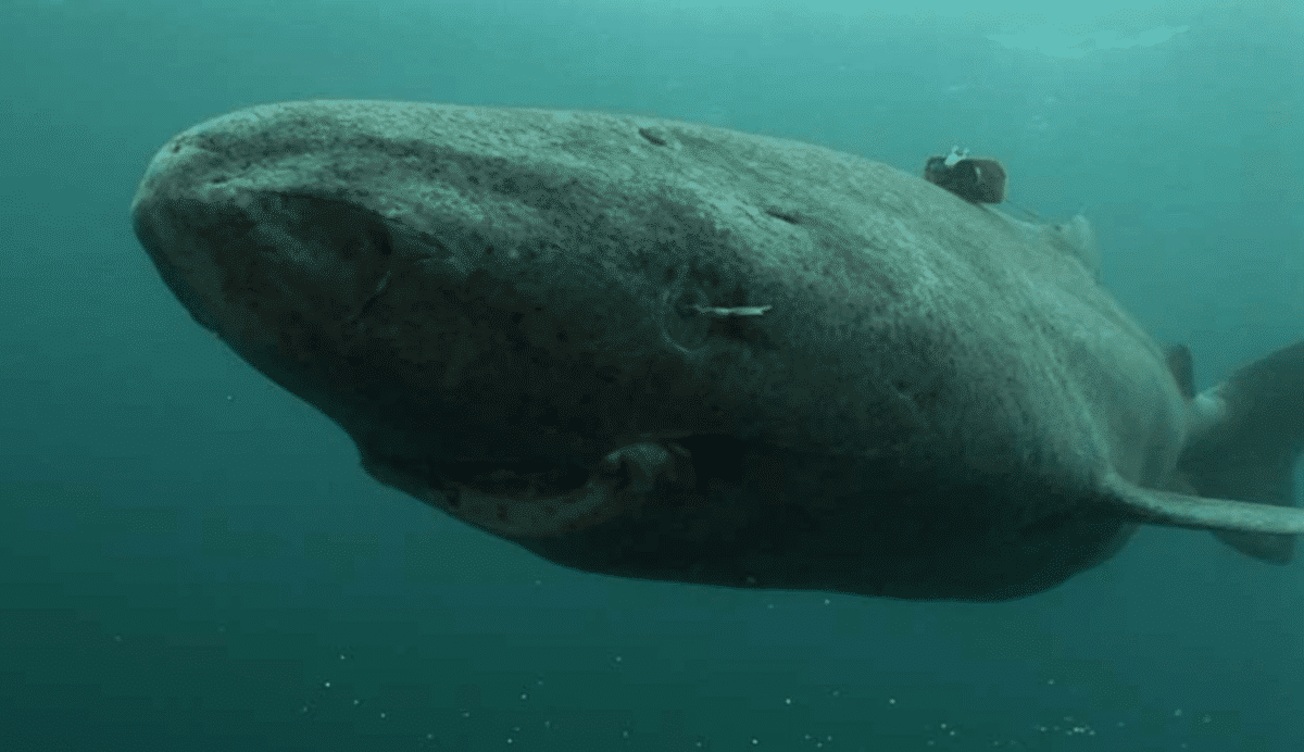 greenland shark