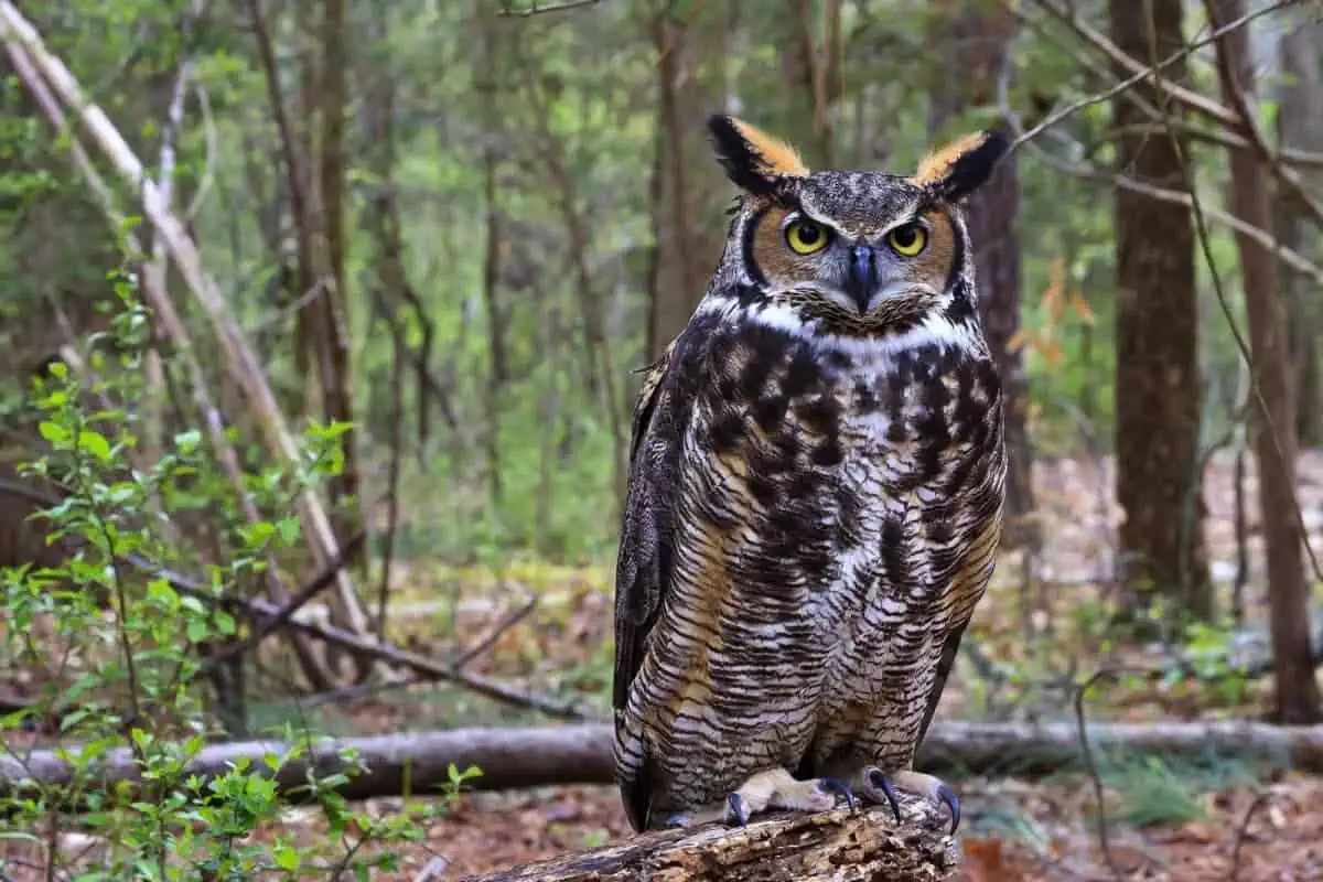 horned owl