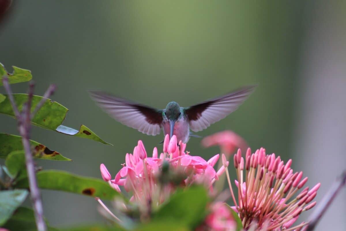bee hummingbird feeding on pink flower