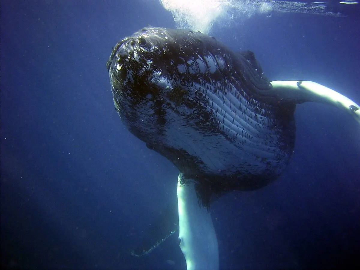 humpback whale