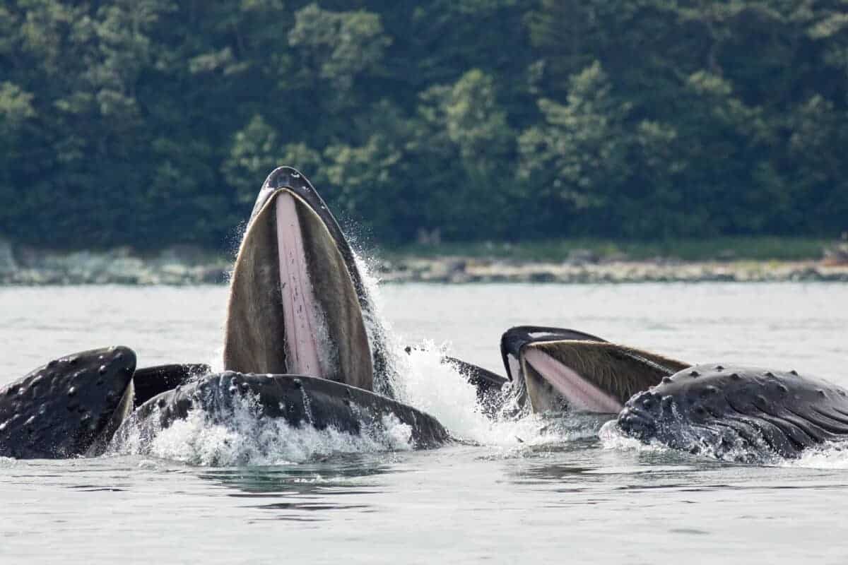 Bubble Net Feeding Behavior of Humpback Whales