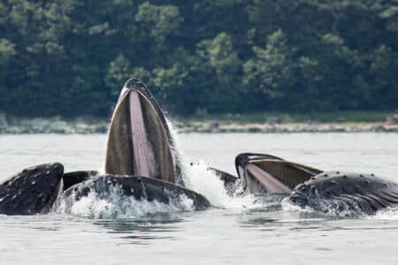 Thrilling Bubble Net Feeding Behavior of Humpback Whales