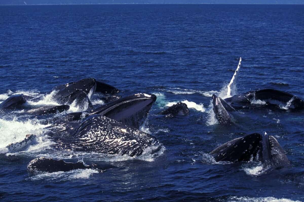 Bubble Net Feeding Behavior of Humpback Whales