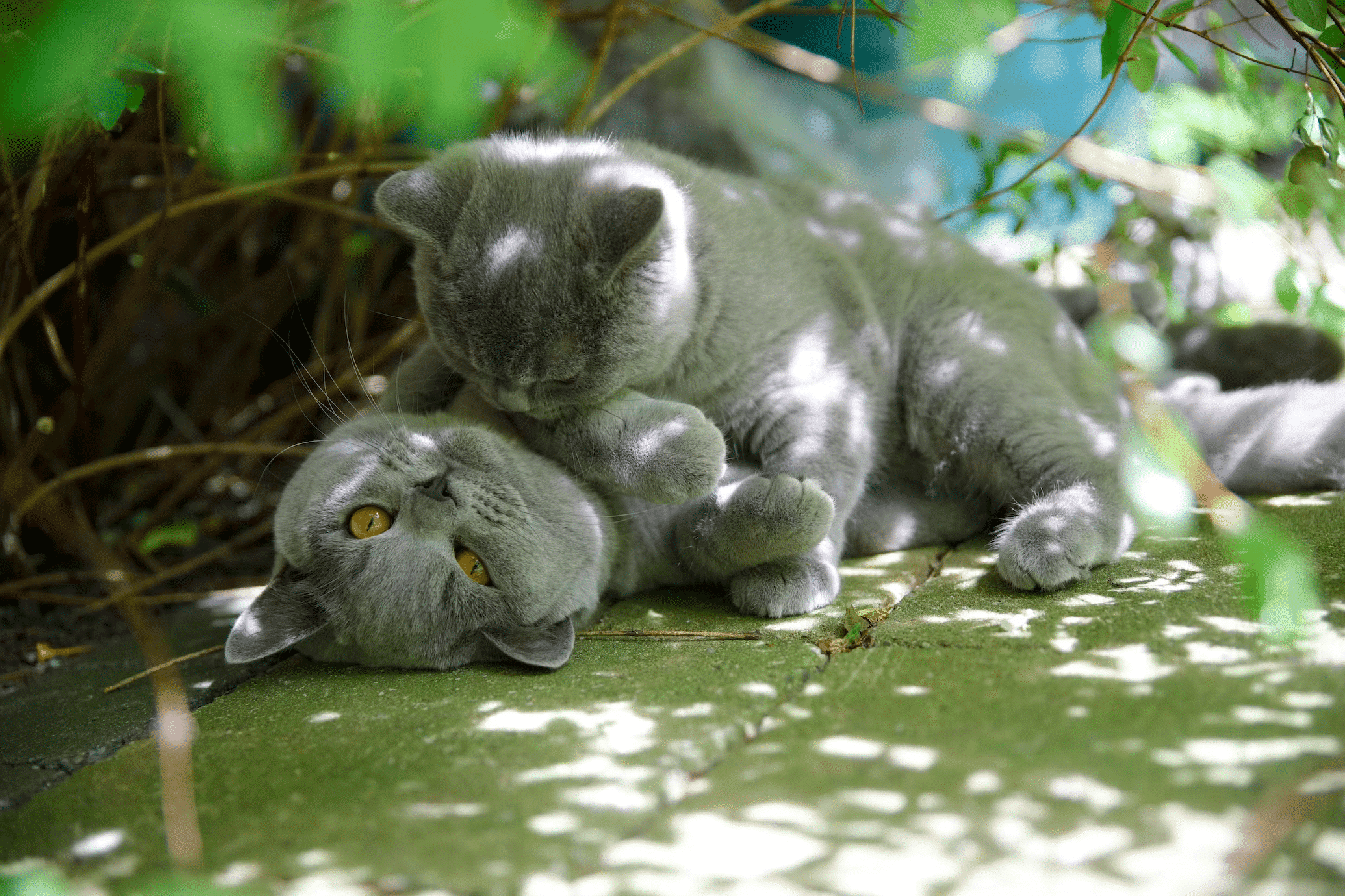 Helping Animals Survive The European Heatwave - Animals Around The Globe