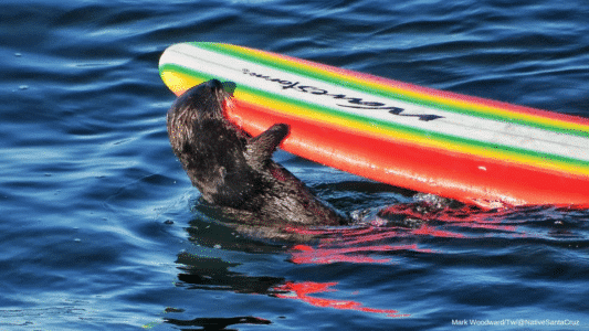 Expert Escape Artist Otter Continues to Bite Surfboards in Santa Cruz