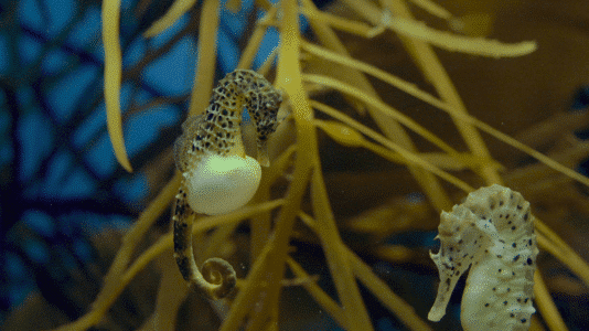 Unveiling The Tiniest Seahorse Ever Found