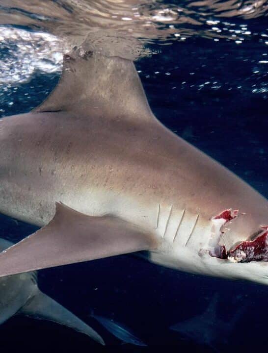 Resilient Recovery of Injured Sandbar Shark