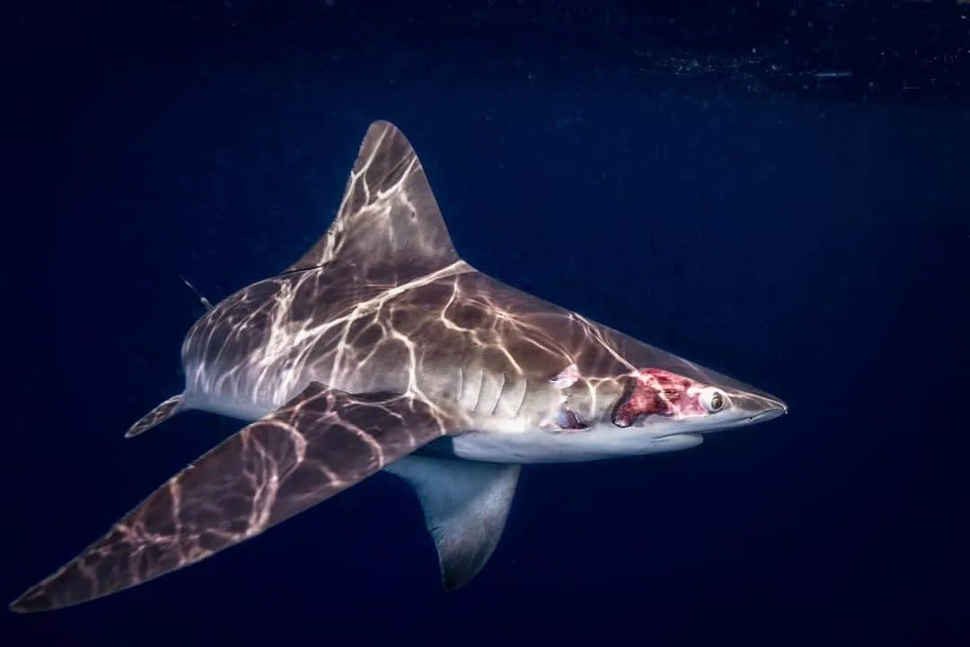 Recovery of Injured Sandbar Shark