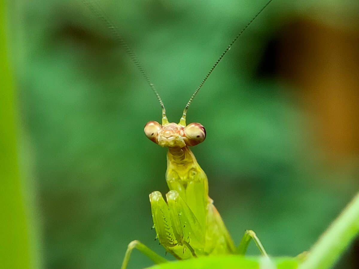 mating rituals in praying mantis