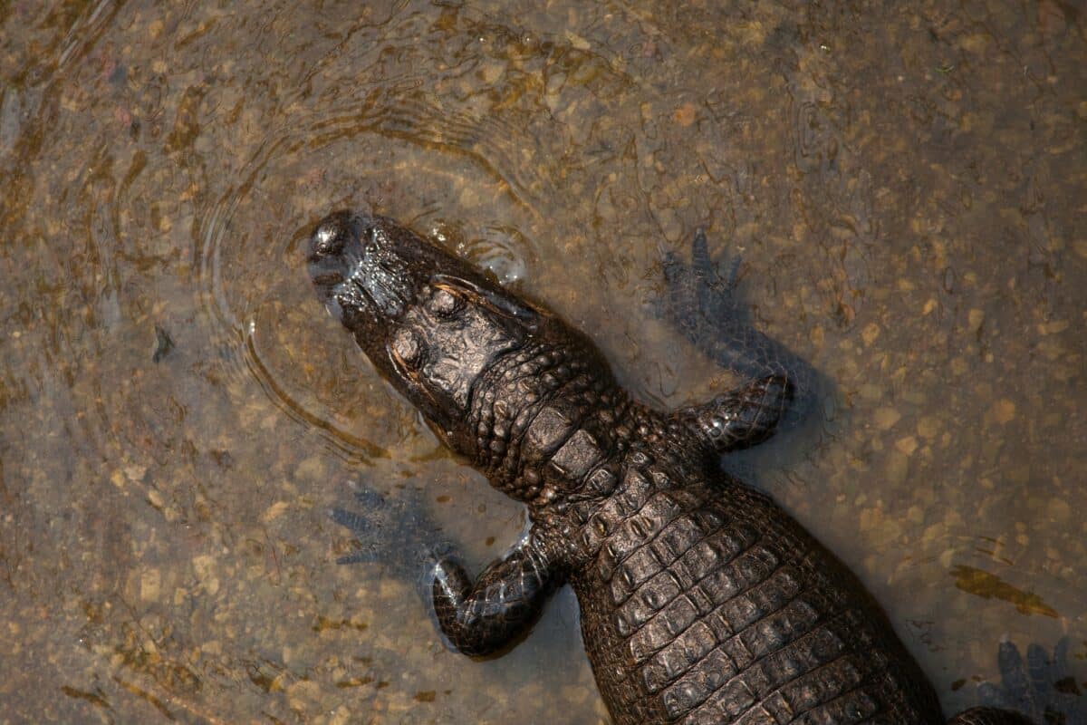 nile crocodile seen from above
