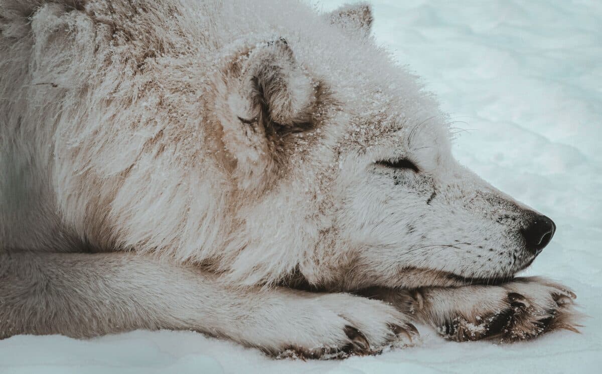 arctic wolf top tens now animals