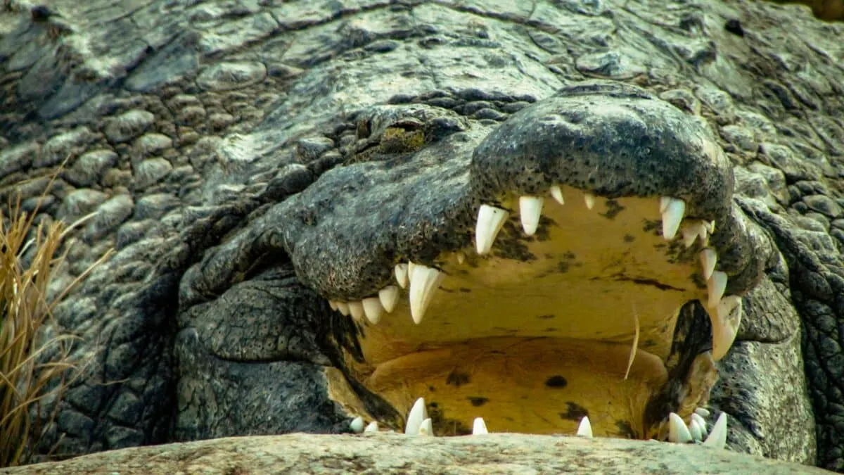 nile crocodile bite