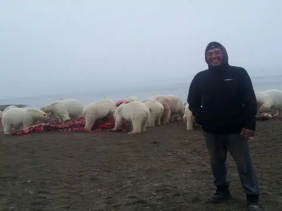 Polar Bears Feasting on a Whale Carcass Featuring One Brave Man