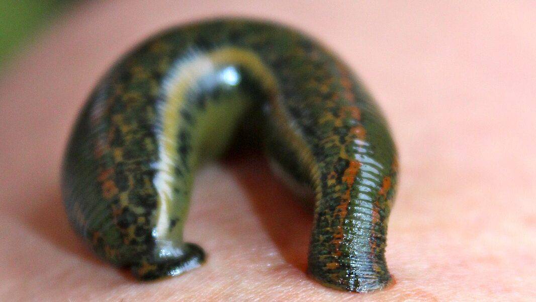 The 6 Most Leech-Infested Lakes In The United States - Animals Around The  Globe