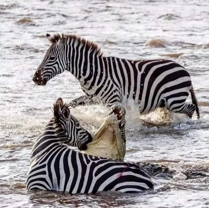 A Zebra's Triumph Over a Crocodile