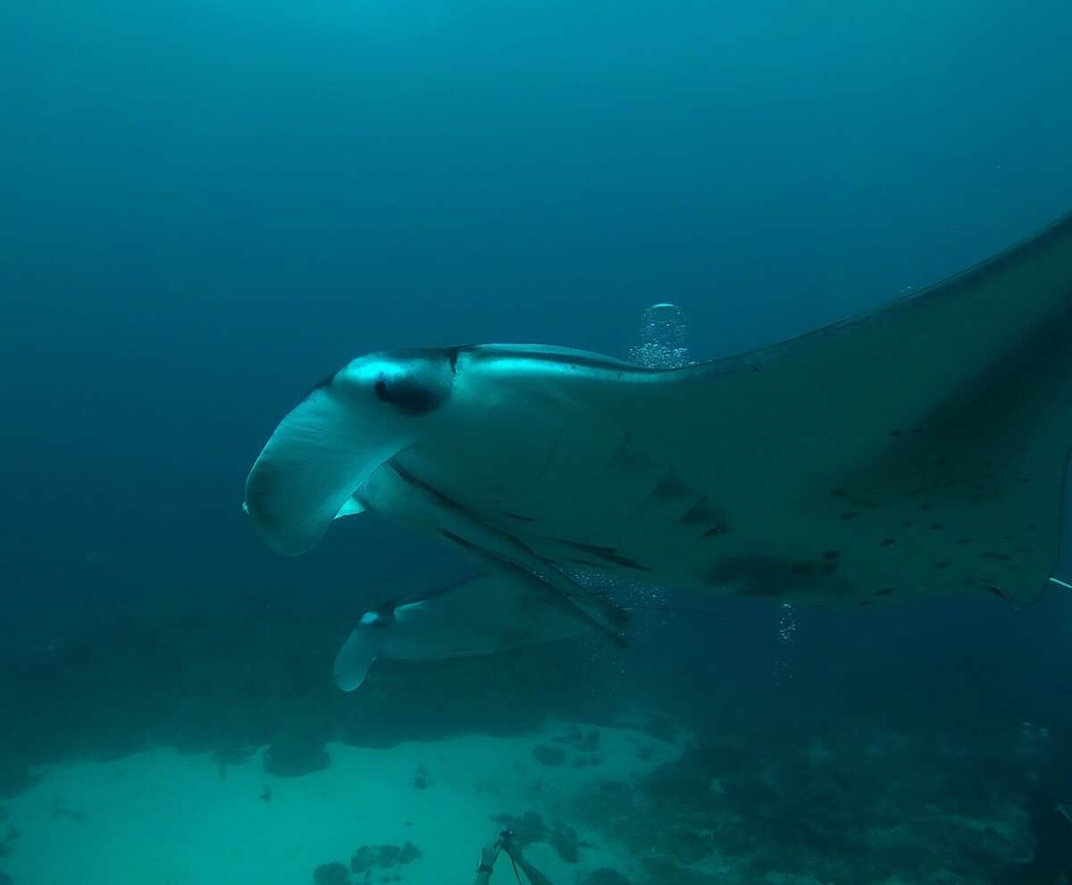 manta ray swimming seen from underneath
