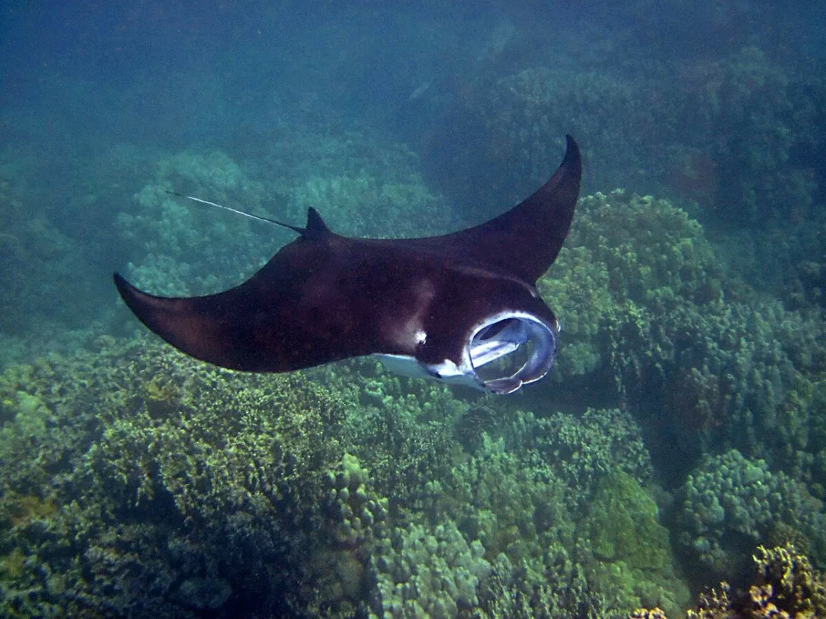 manta ray