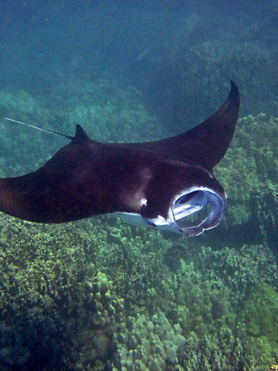 Unveiling the Heaviest Manta Ray Ever Recorded