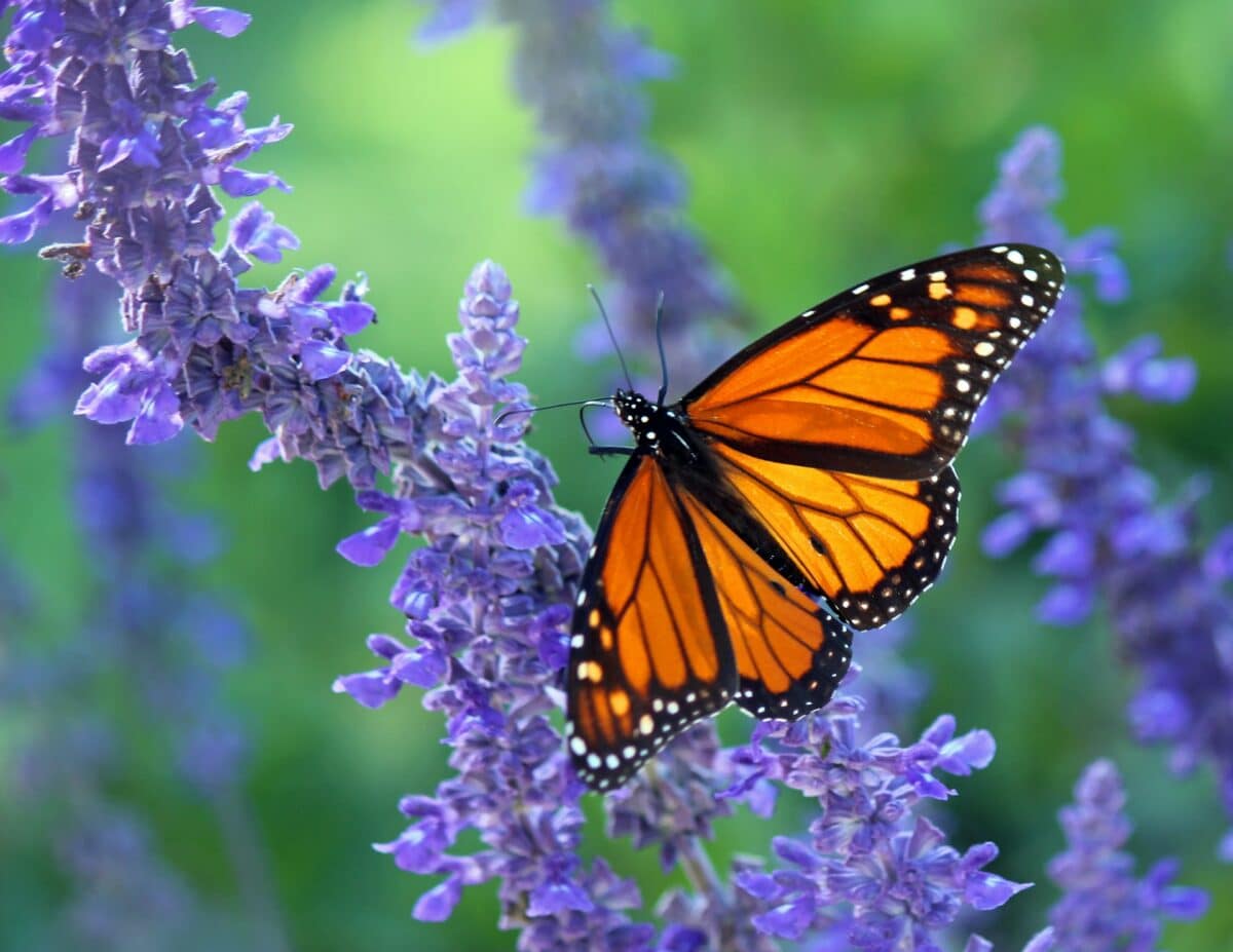 monarch butterfly feeding flower