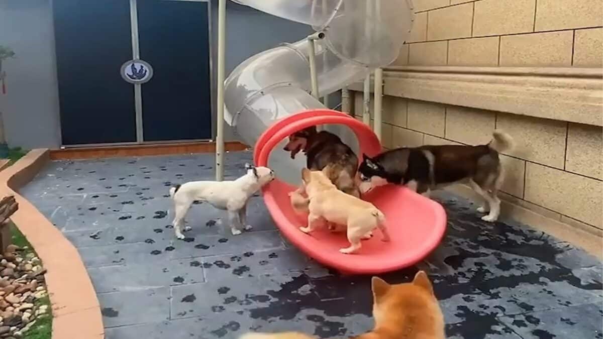 Dogs Going Down a Twisty Slide