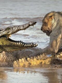 lion vs crocodile