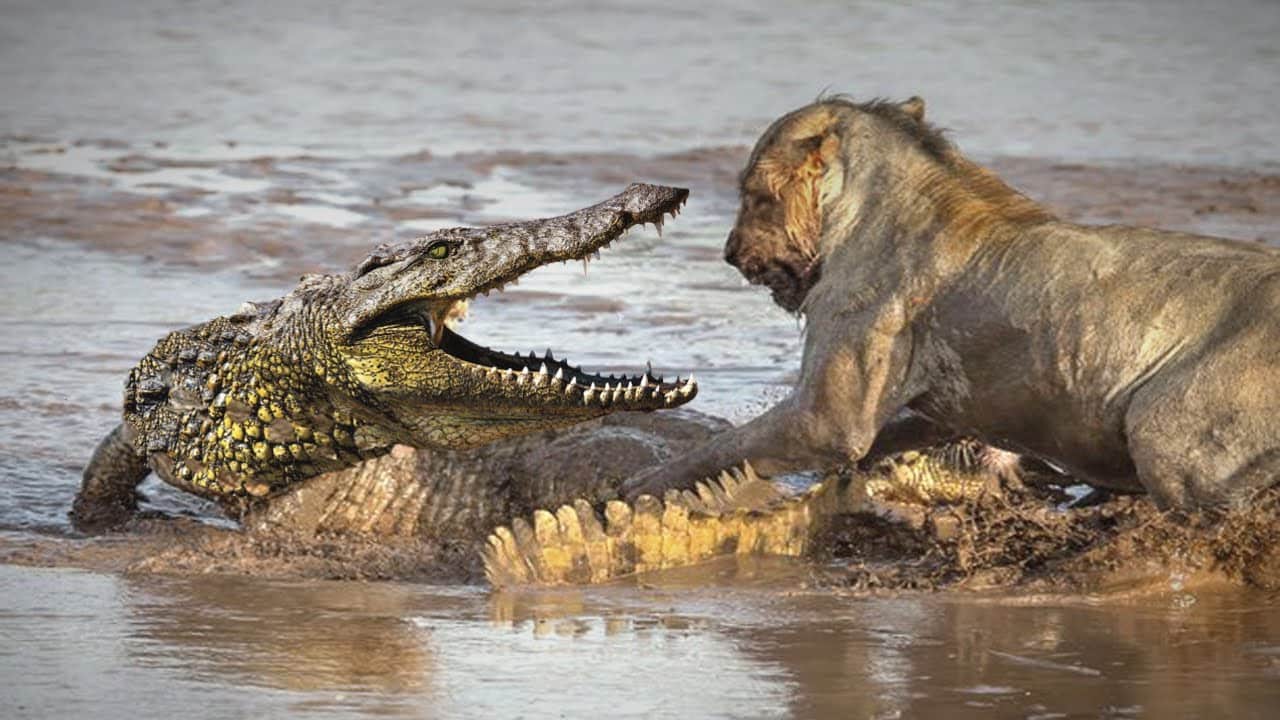 lion vs crocodile