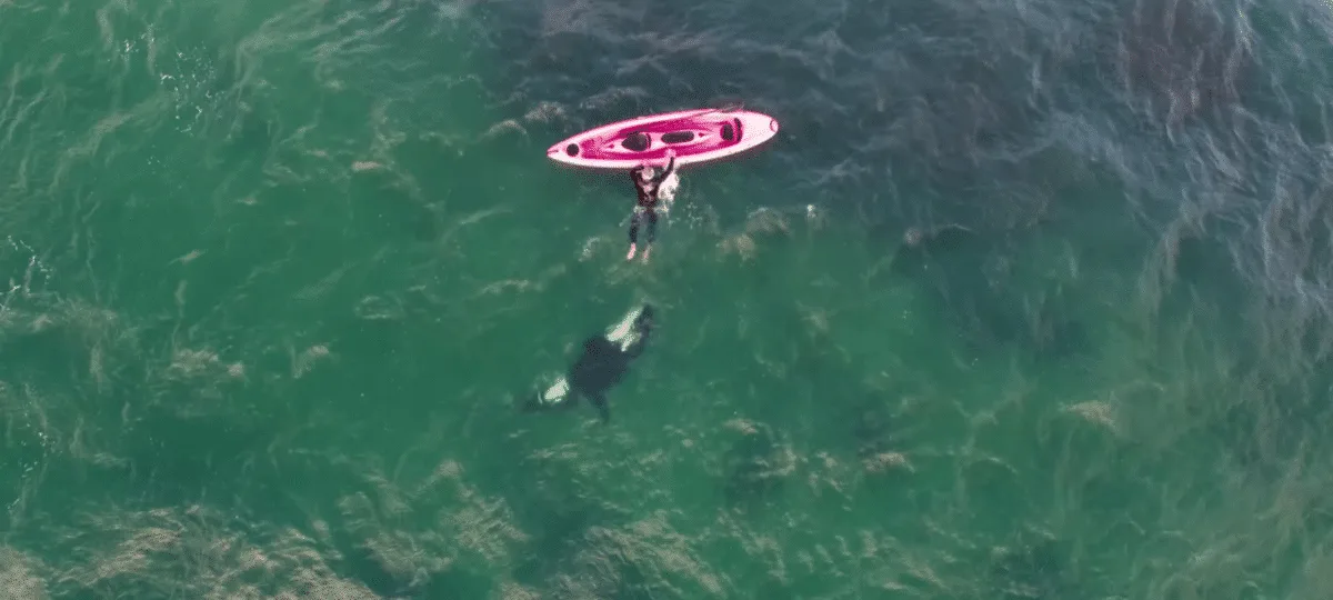 orca kayaker
