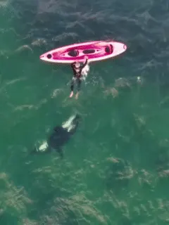 orca kayaker