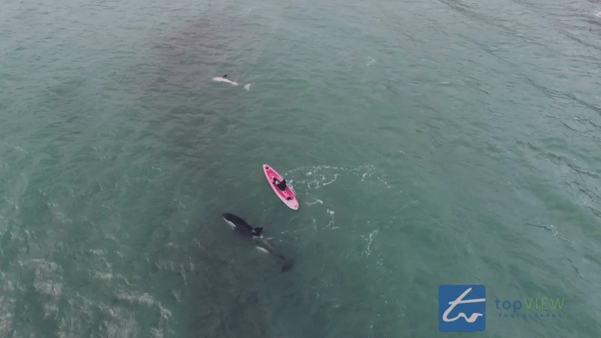 Kayaker Bonds with Playful Orca