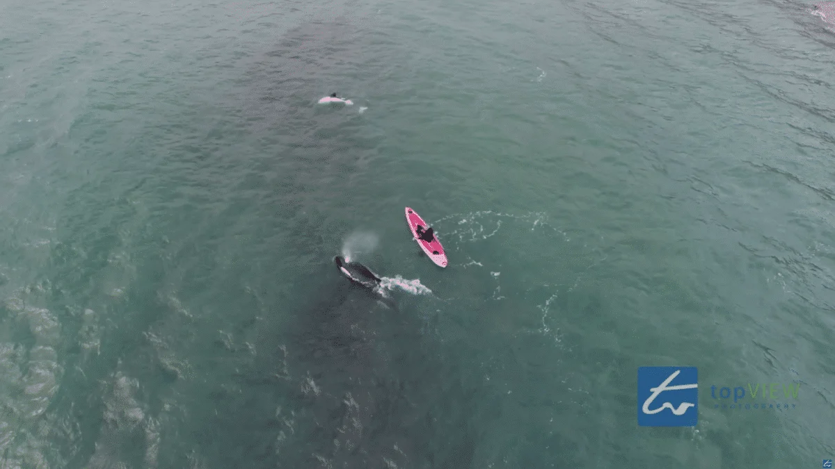 Kayaker Bonds with Playful Orca