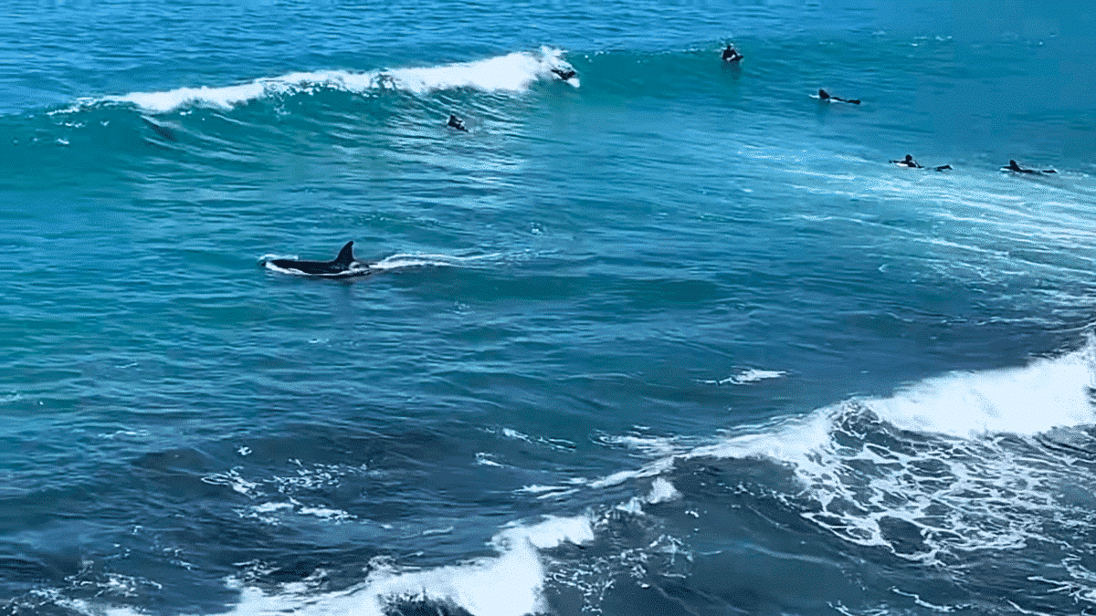 orcas surfing