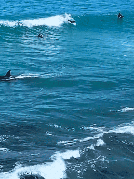 Watch Two Orcas Surfing Between Surfers