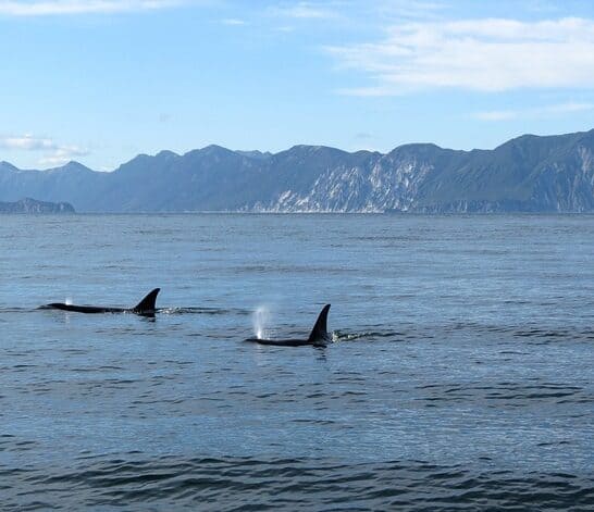Orca Deadly Duo: Port and Starboard vs Great White Shark