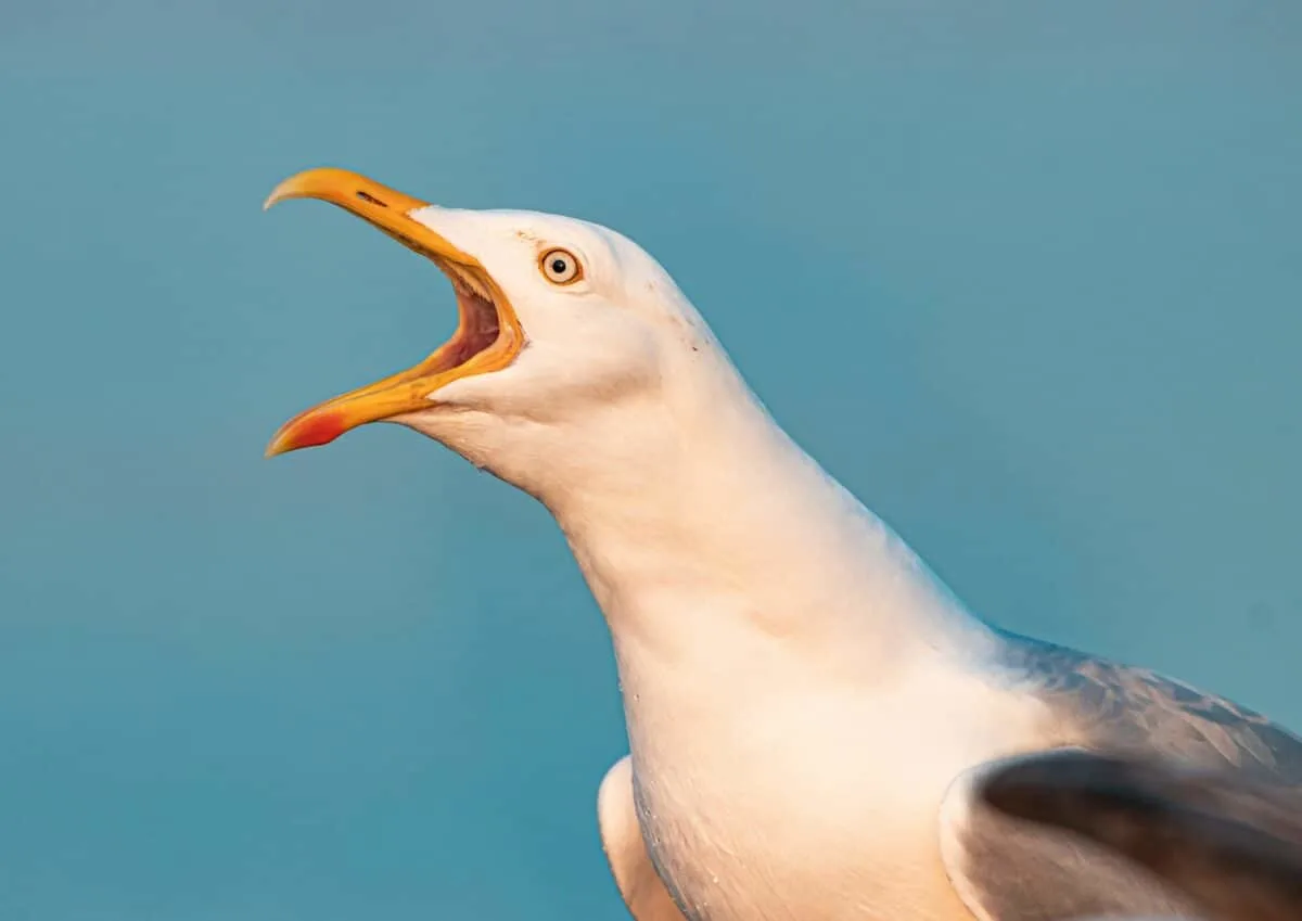 seagull shoplifts packet of doritos