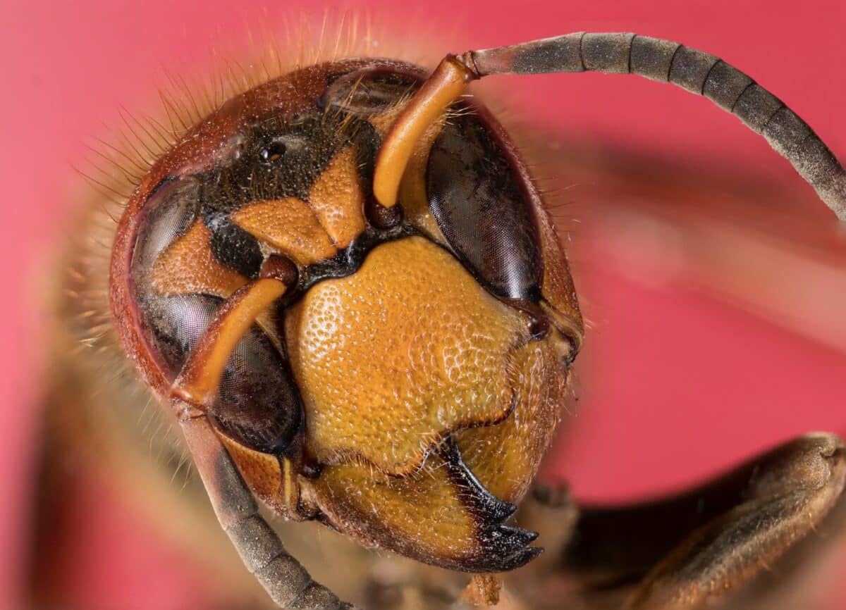 Wasp Tries to Eat a Living Mussel and Dies