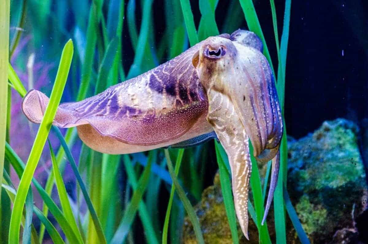 cuttlefish swimming in aquarium