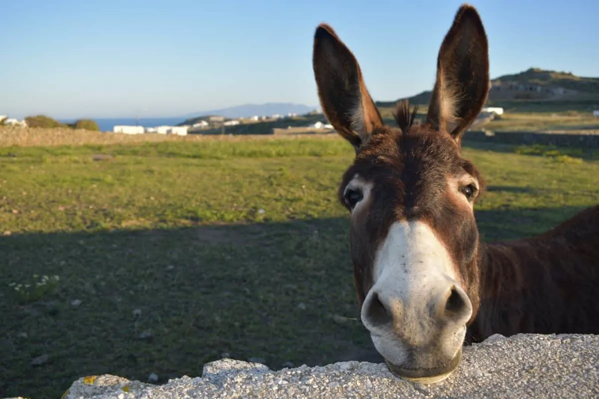 Donkey Defends Farm from Hyena