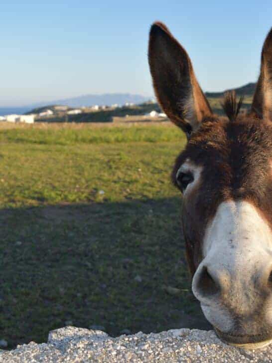 Will Amazon Act on the Shocking 5 Million Donkeys Slaughtered Yearly?